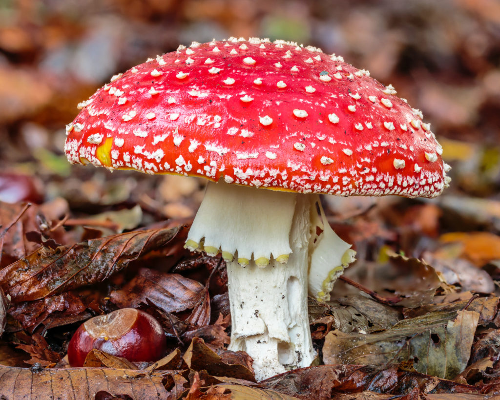 Vliegenzwam_(Amanita_muscaria)_d.j.b