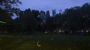 fireflies