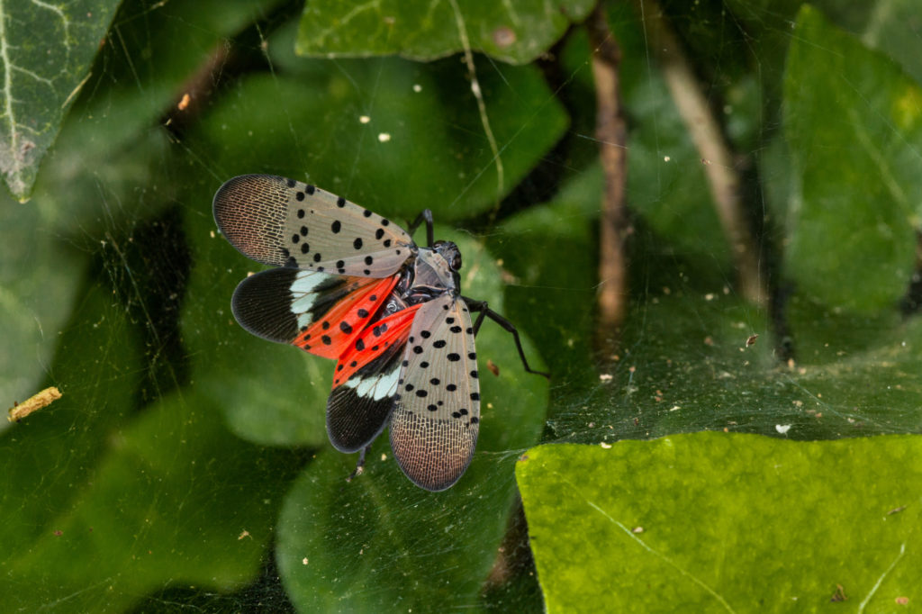 lanternflies