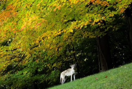 Coyote stands beneath changing fall foliage in stand of woods in Nyack New York
