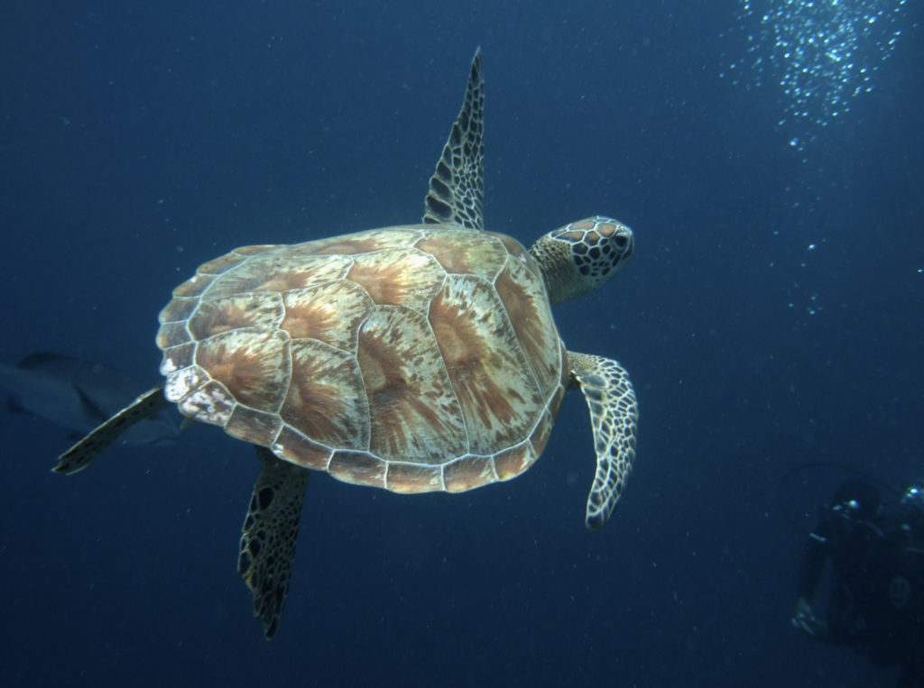 A green turtle swims past a diver off the Malaysian island of Sipadan in Celebes Sea, east of Borneo