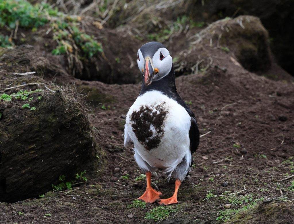 How researchers restored a thriving habitat for Atlantic puffins in Maine