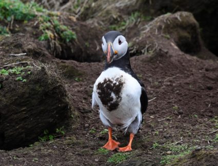 A muddy Atlantic Puffin on the island of Skomer, off the coast of Pembrokeshire, Wales