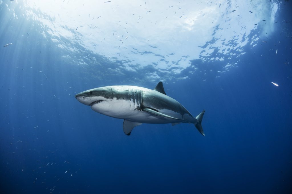 Sharks