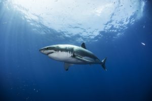 Sharks