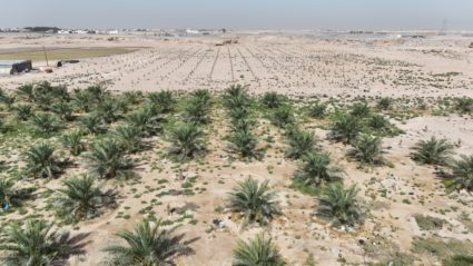 A drone view shows date palms growing in the desert of the southern Basra province