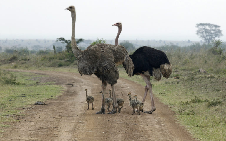 Long Distance Birds New study finds ostriches and other large flightless birds had long ...