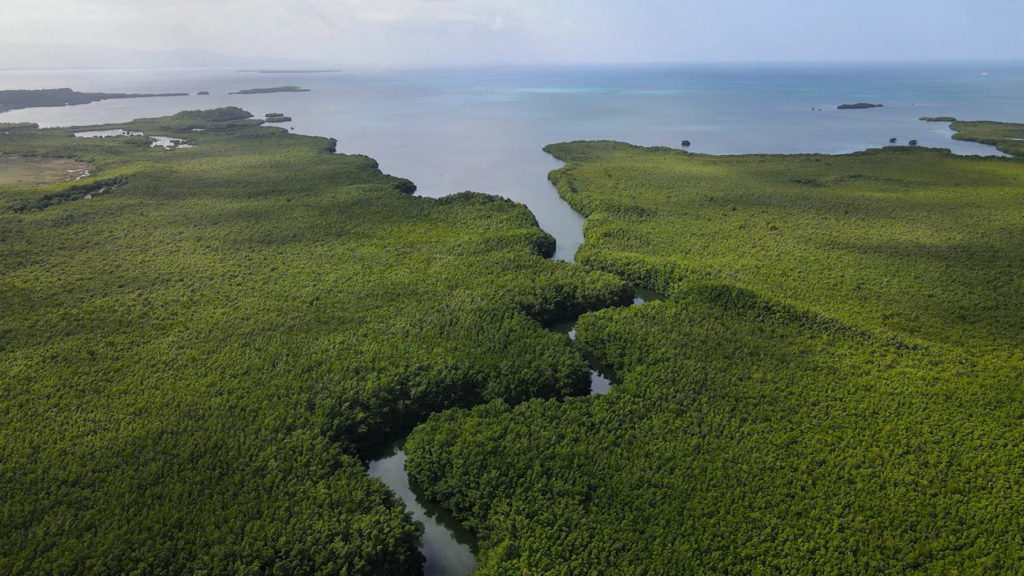 Giant bacteria found in Guadeloupe mangroves challenge traditional concepts