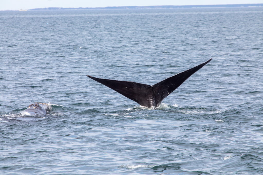 Endangered North Atlantic right whales skim feed and sub-surface feed in the waters of Cape Cod, MA