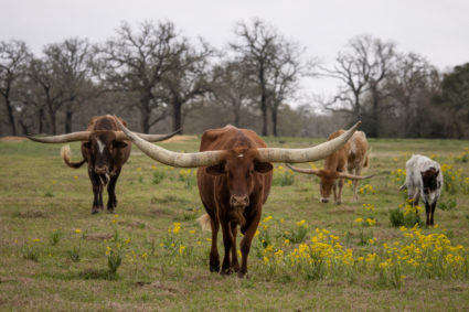 FILE PHOTO: Texas Longhorn cattle in Somerville, Texas