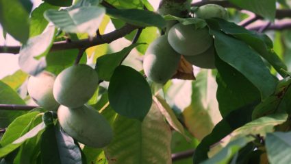 The pawpaw: America's forgotten native fruit finds new popularity