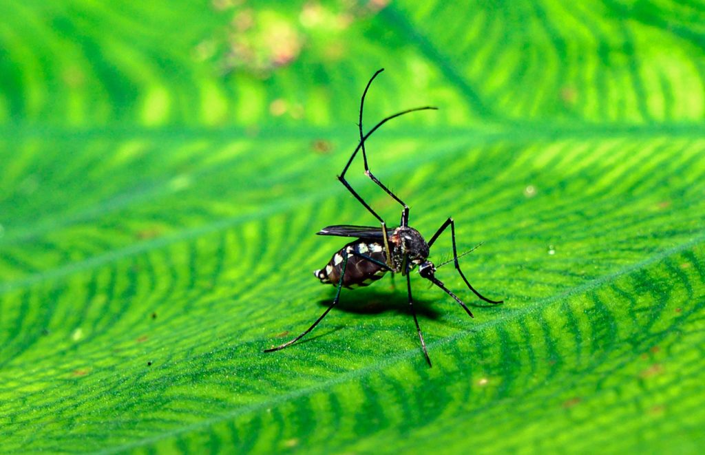 Aedes Mosquito Rests On The Wet Leaf - Mosquito Bites - Deadly Disease Vector - Monsoon Rain