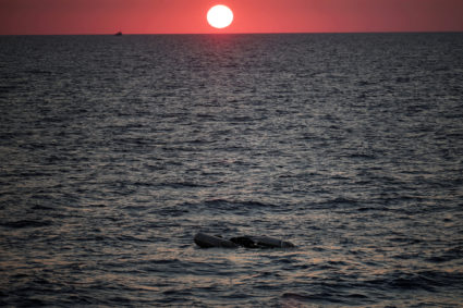 Capsized boat leaves dozens dead or missing off Libyan coast, monitoring group says