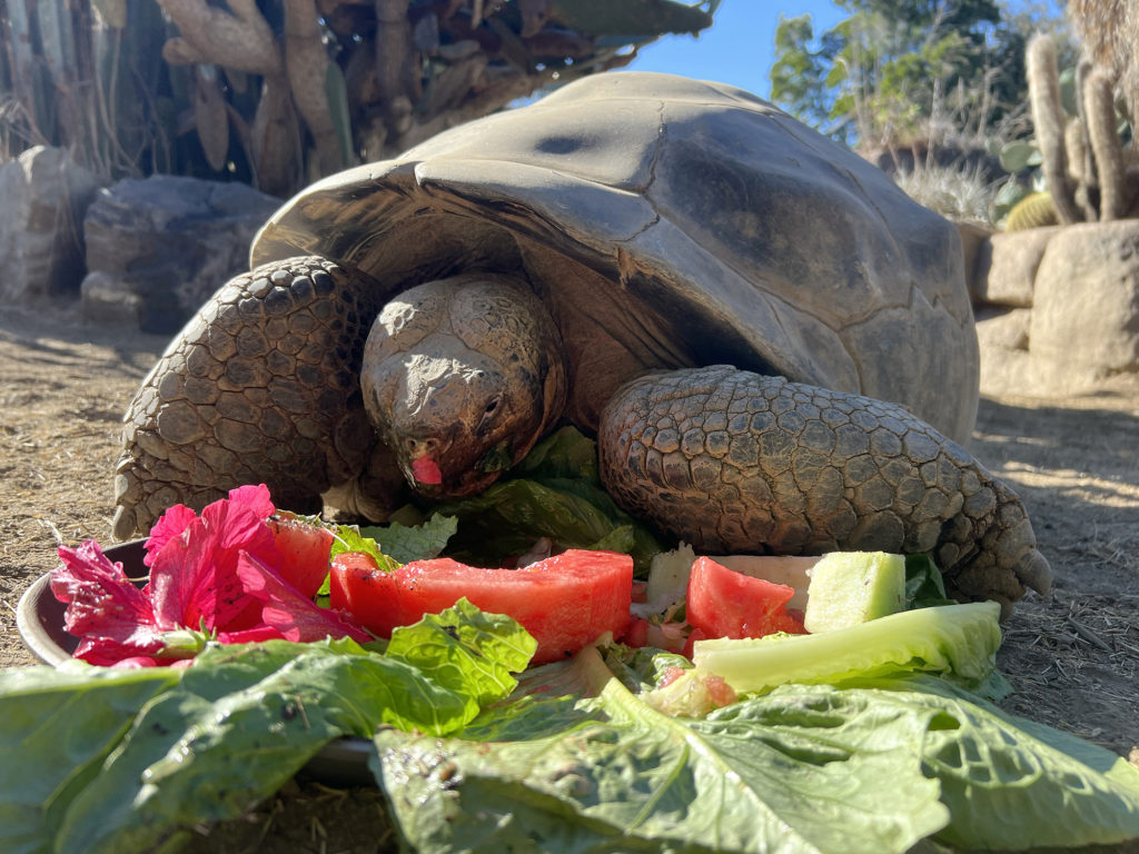Gramma, a Galapagos tortoise at the San Diego Zoo, enjoys a produce meal