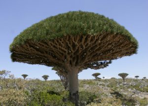 To match feature YEMEN-SOCOTRA