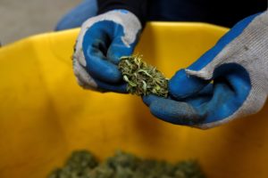 Horticulture professor Jason Griffin inspects harvested CBD hemp buds at the John C. Pair Horticultural Center in Haysville