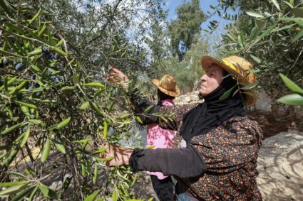 Lebanese farmers rush to salvage harvest as ceasefire with Israel fails to ensure safety