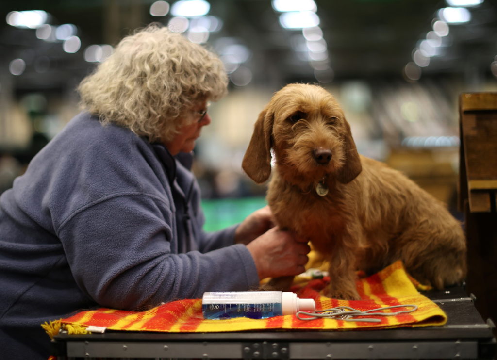 A dog owner and her Basset Fauve de Bretagne attend the second day of the Crufts Dog Show
