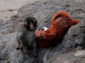 A baby Japanese macaque named Punch finds comfort in stuffed oranguta at Ichikawa City Zoo, in Ichikawa