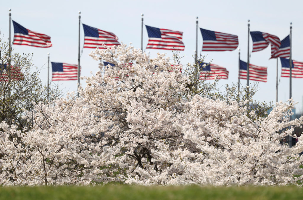 Cherry blossoms on the National Mall in Washington