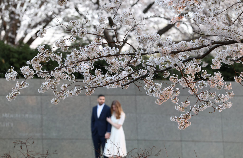 Cherry blossoms in Washington