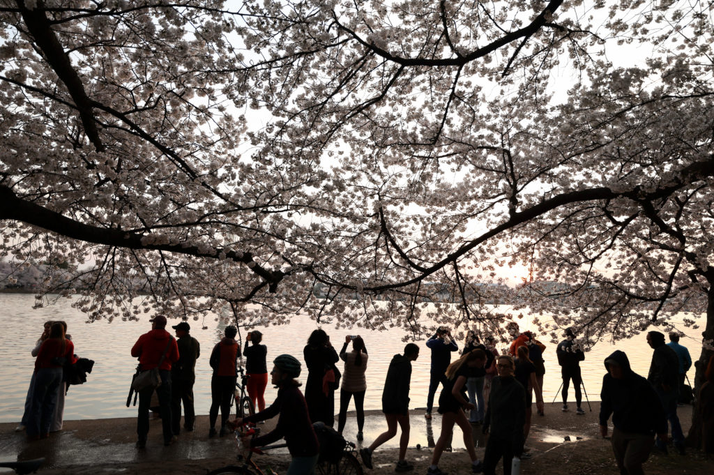 Cherry blossoms in Washington