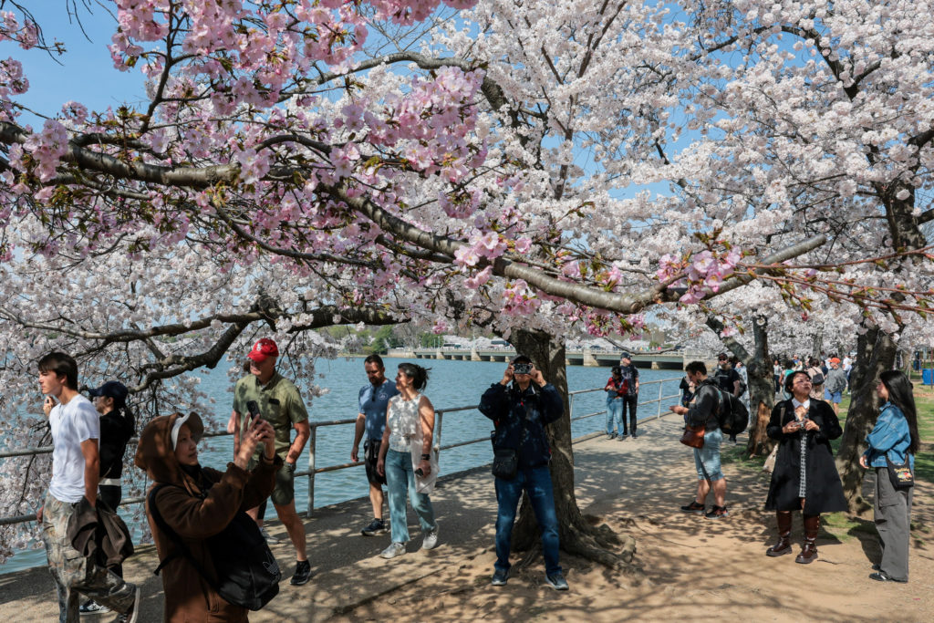 Cherry blossoms along the Tidal Basin in Washington