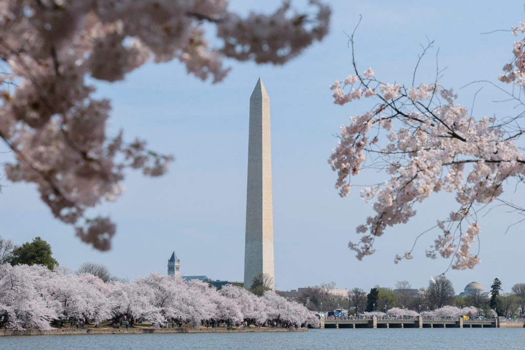PHOTOS: It's peek bloom for Washington's iconic cherry blossoms