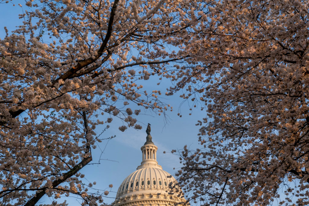 Cherry blossoms near the U.S. Capitol on Capitol Hill in Washington