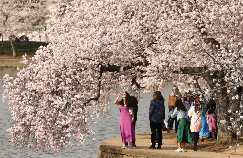Cherry blossoms along the Tidal Basin in Washington