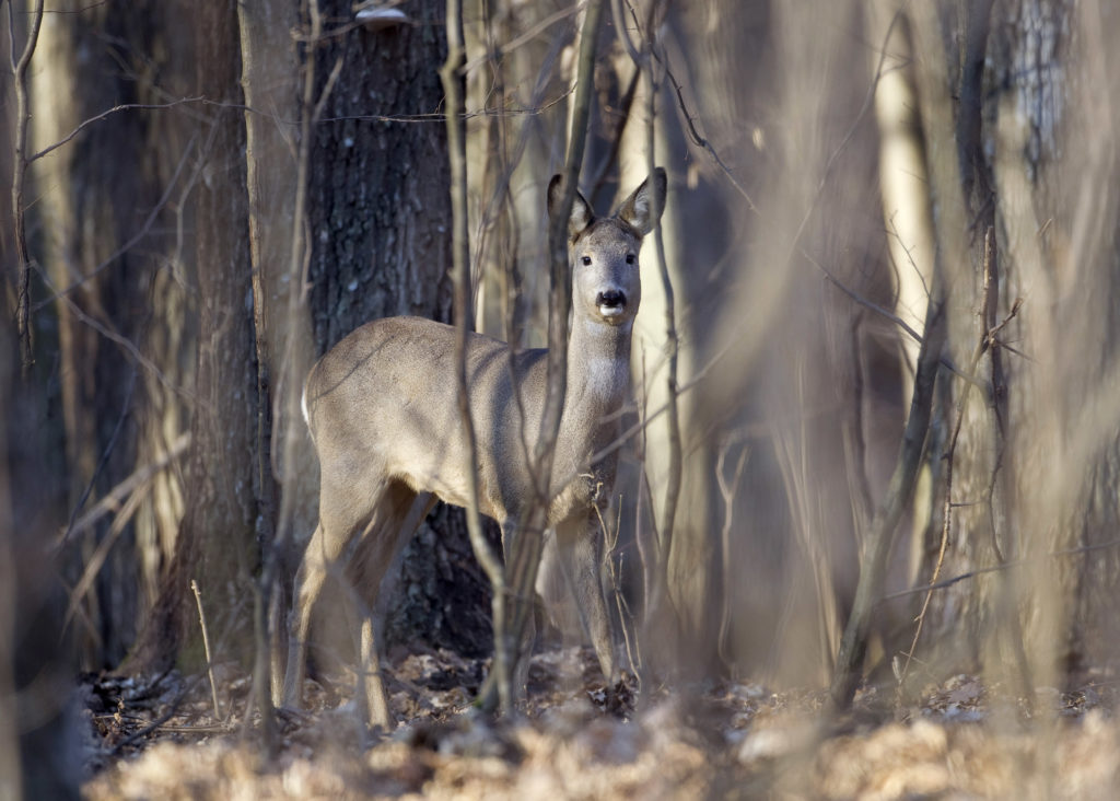 Roe deer stands in a forest in the state radiation ecology reserve in the 30 km (19 miles) exclusion zone around the Chern...