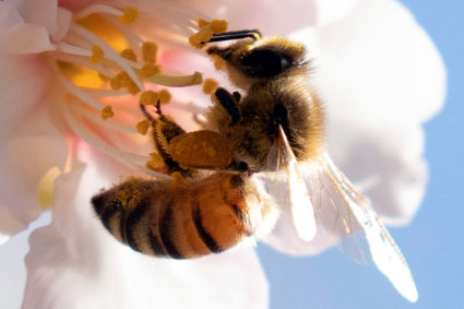 It&rsquo;s OK to love all bees &mdash; including honey bees