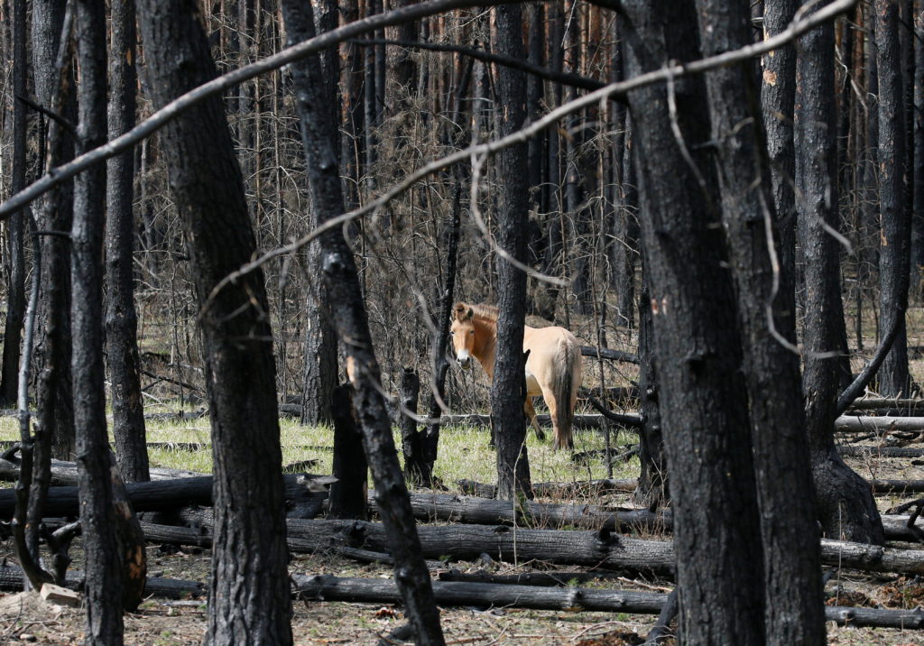 Chernobyl full of life as wildlife reoccupies a radioactive landscape