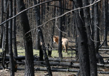 A Przewalski's horse is seen in a burnt forest in the Chernobyl zone