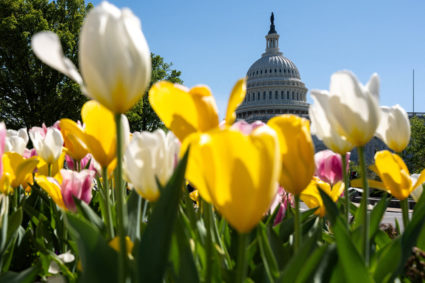 Flowers bloom near U.S. Captiol
