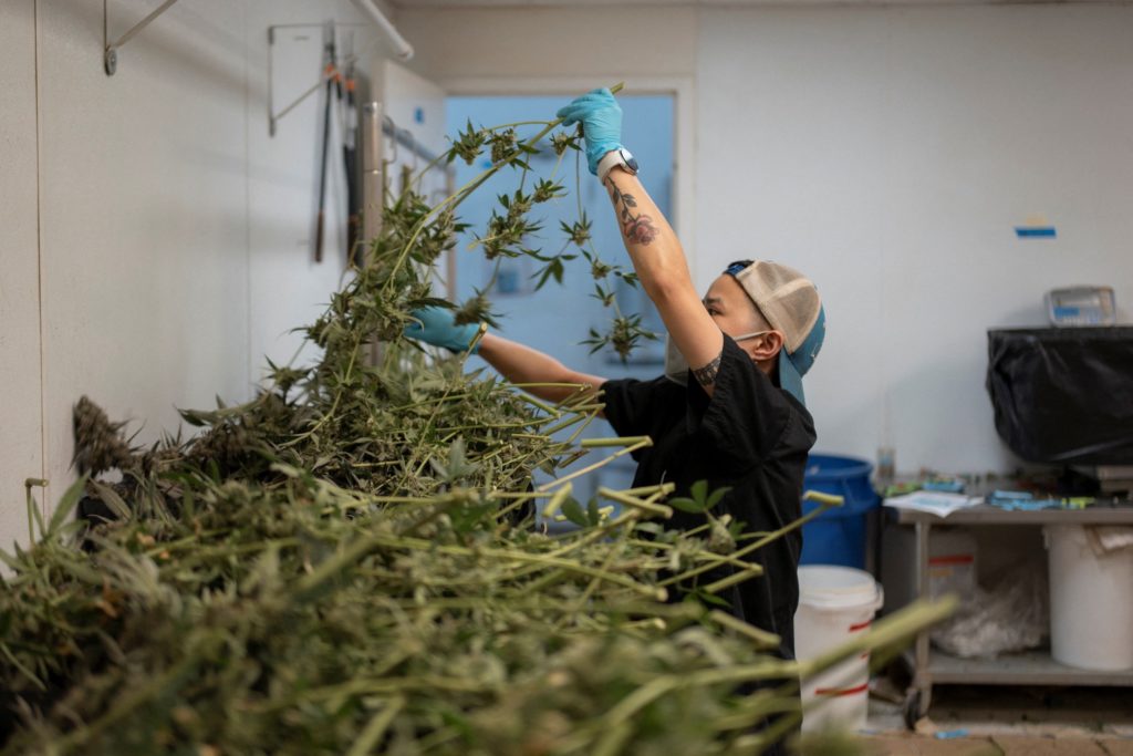 What marijuana's reclassification means for public health and businesses
