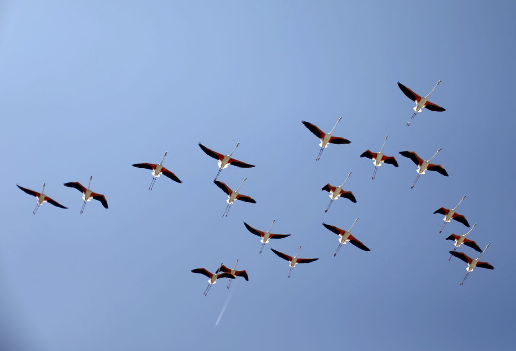 Recovering wetlands fuel growth of flamingo population in Venice
