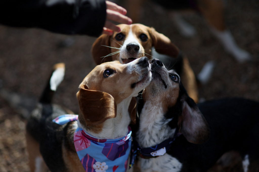 1,500 beagles will find new homes after release from research facility