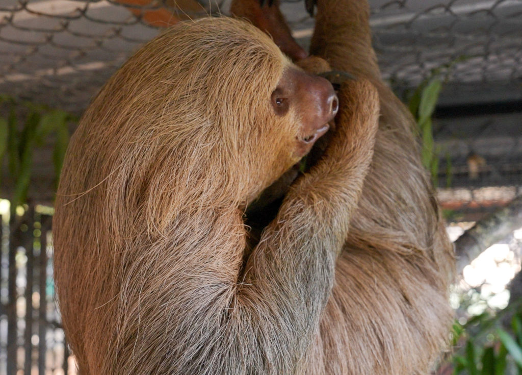2nd sloth transferred from troubled Sloth World has died, Central Florida Zoo says