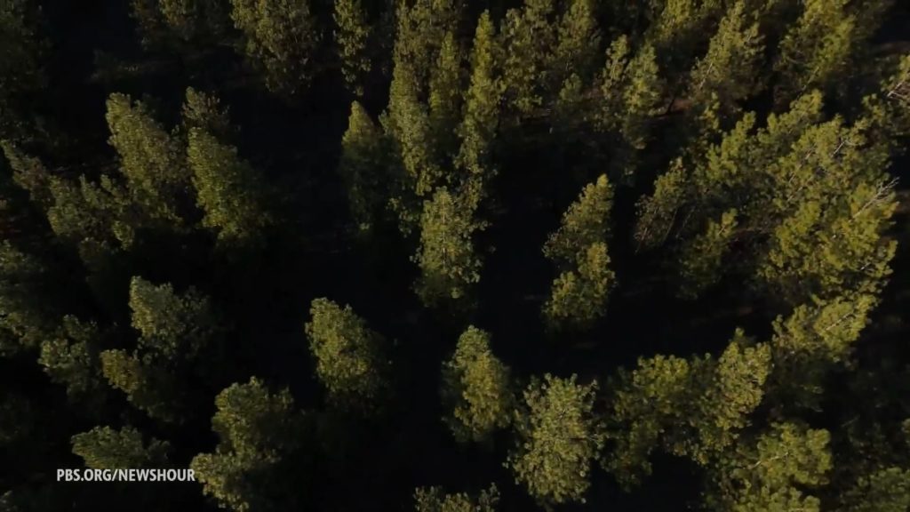 Carbon credit program pays small landowners to keep forests standing