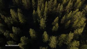 forestingthumbnail