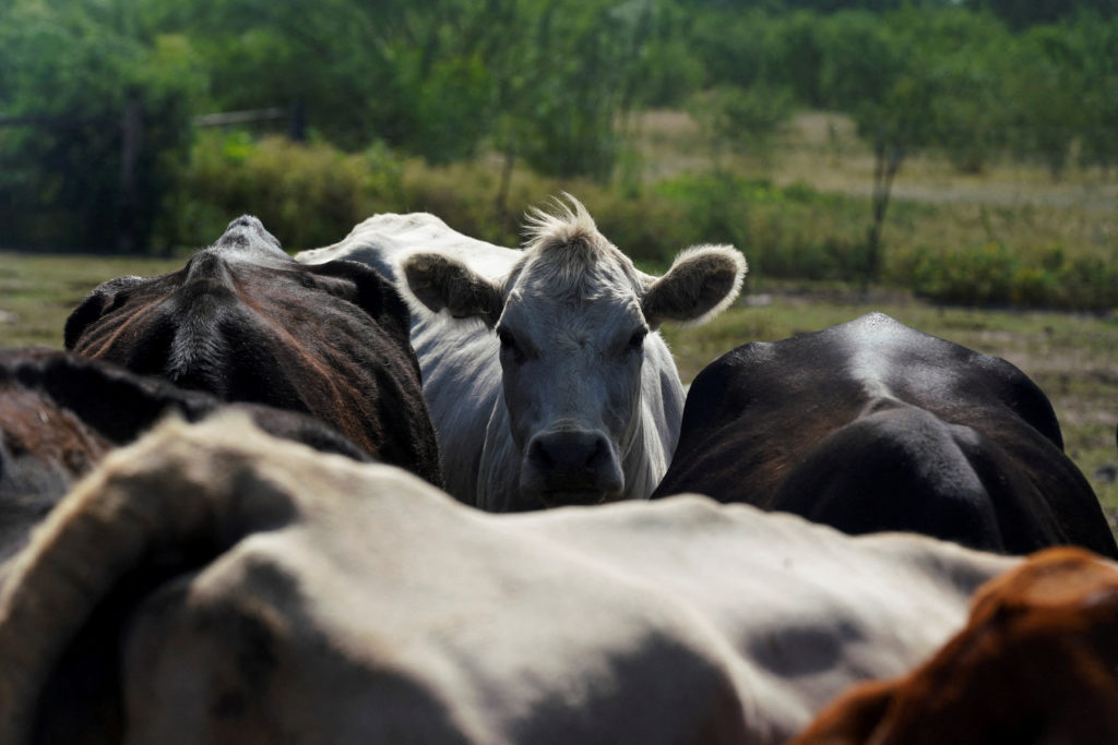 FILE PHOTO: Texas ranchers and hunters scramble to ward off flesh-eating screwworm