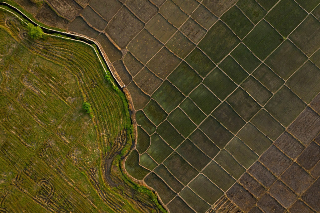 Drone view of paddy fields in Cirebon regency, West Java province