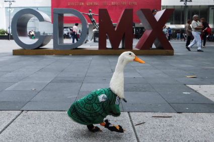 Merlin the duck wearing a Mexico national soccer team jersey and walking with his caretaker