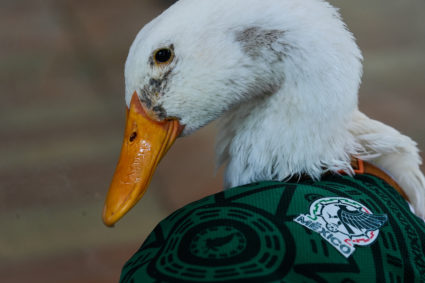 Meet Merlin the duck, a Mexico City streetside regular turned World Cup mascot
