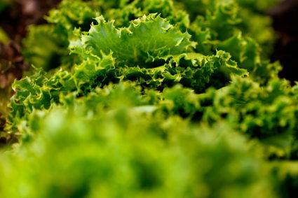 Can you eat lettuce safely during the cyclospora outbreak? Advice from an infectious disease expert