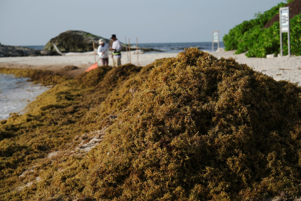 Huge blankets of seaweed are smothering coastlines from the Caribbean to Mexico