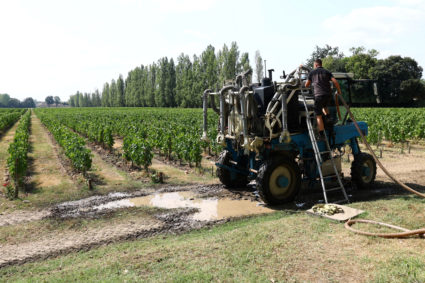 A person works in the vineyards at the Chateau Margaux in Medoc Region amid wildfires in the Gironde department in France