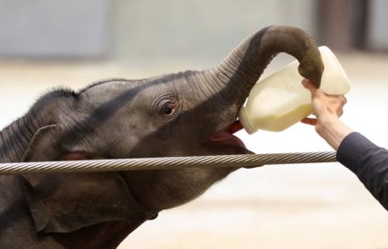 elephant