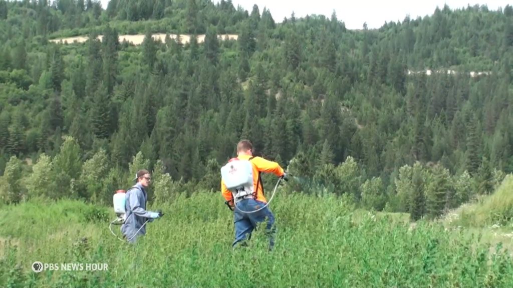 U.S. Forest Service, timber companies spraying record amounts of glyphosate in California
